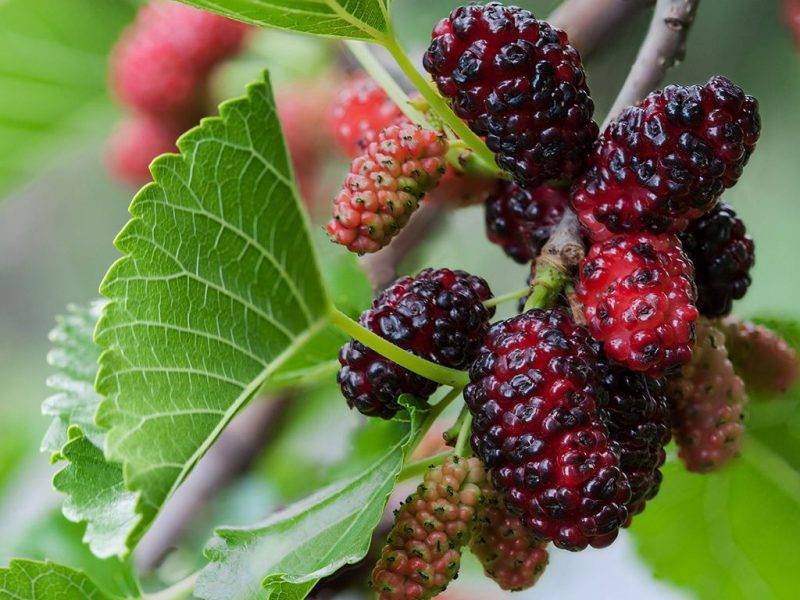 Шелковица купить саженцы из питомнике в Братске