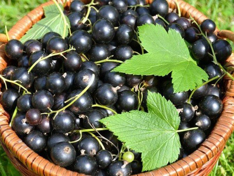 Смородина купить саженцы из питомника в Братске