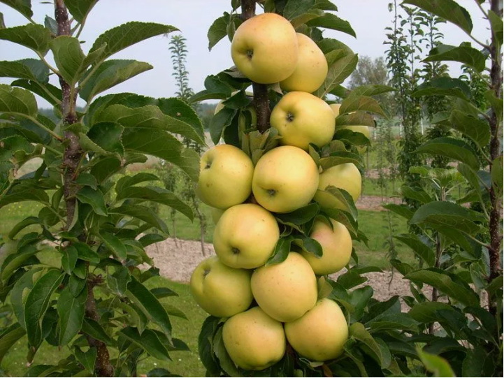 Колоновидные саженцы купить саженцы из питомника в Братске