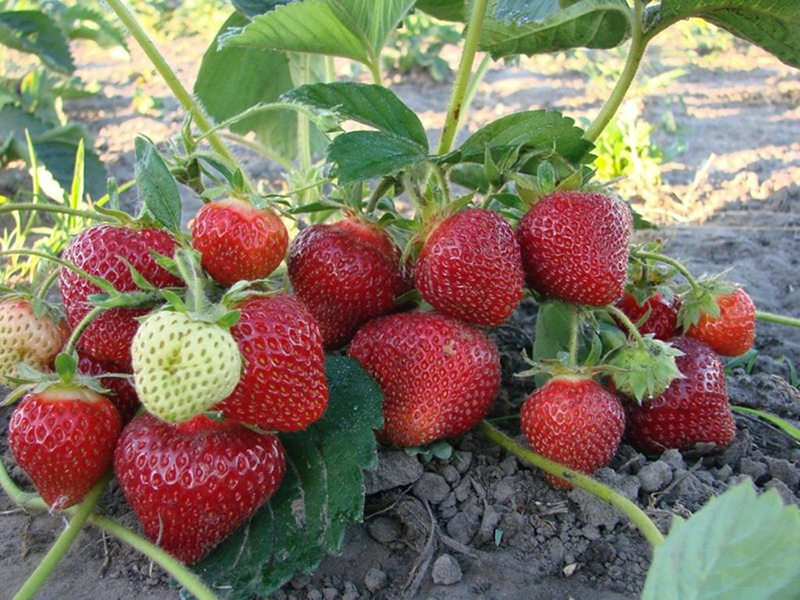 Клубника купить саженцы из питомника в Братске