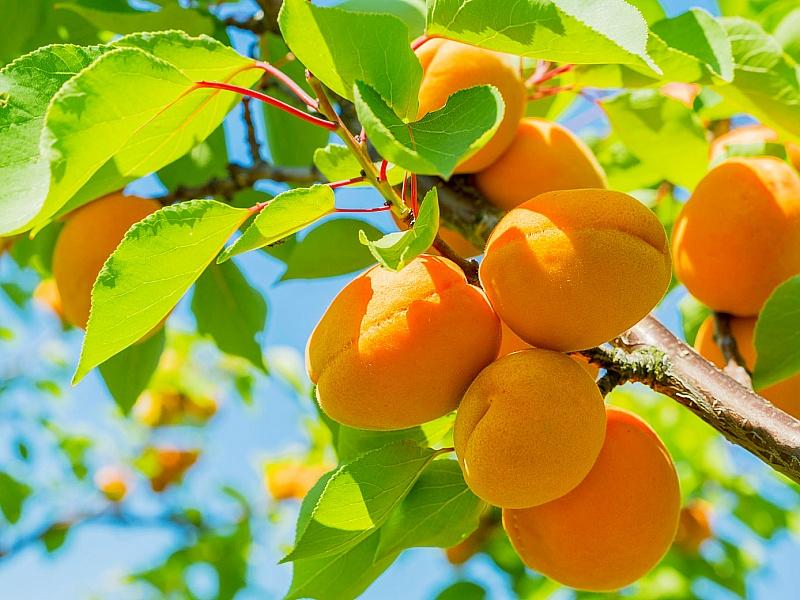 Абрикос купить саженцы из питомнике в Братске