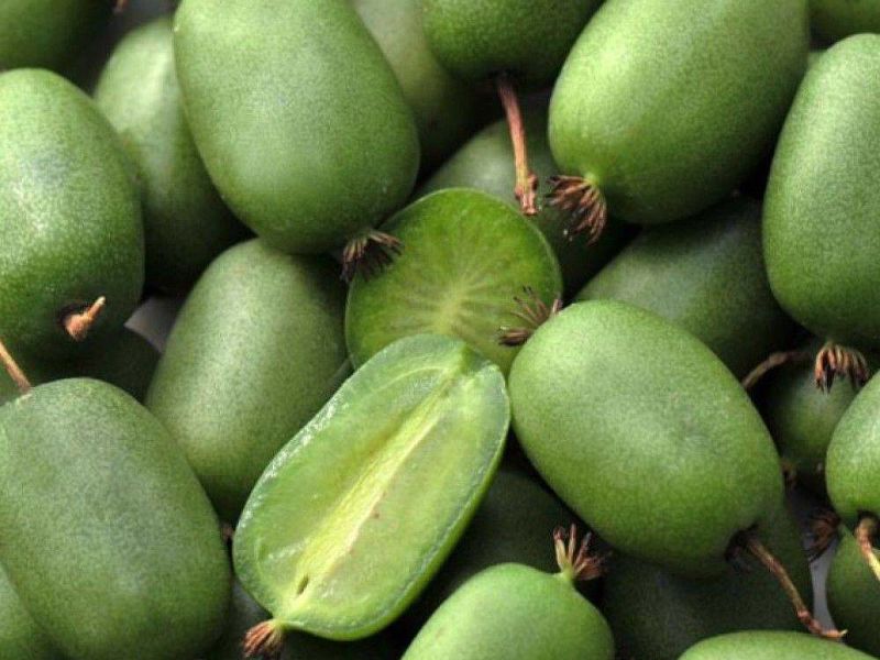 Актинидия купить саженцы из питомнике в Братске