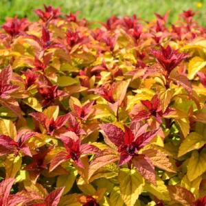Спирея "МЕРЛО ГОЛД" (стакан Р9)